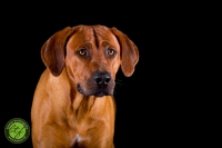 20160910-dante 4